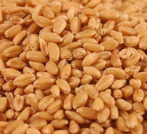 wheat seeds category - Shop online